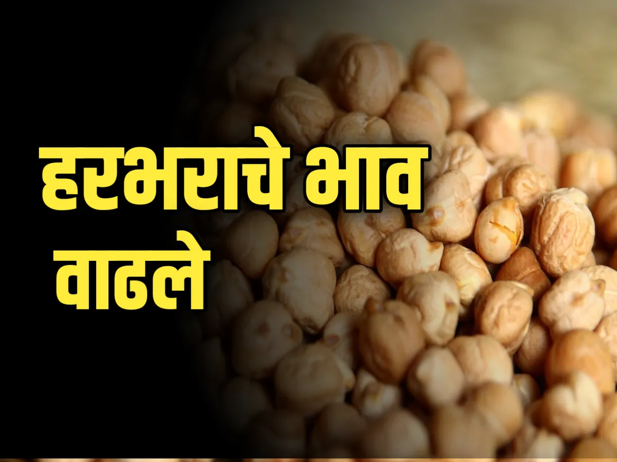 Chana Rate : आजचे हरभराचे भाव 6 डिंसेबर 2023 महाराष्ट्र