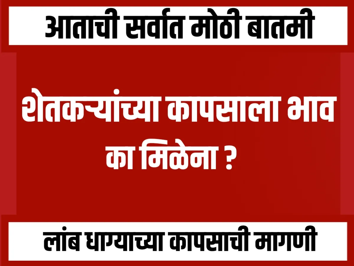 Cotton Market : शेतकऱ्यांच्या कापसाला भाव का नाही ?