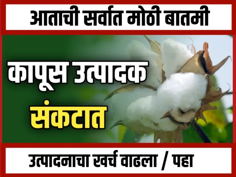 Cotton Market : कापूस उत्पादक शेतकरी संकटात