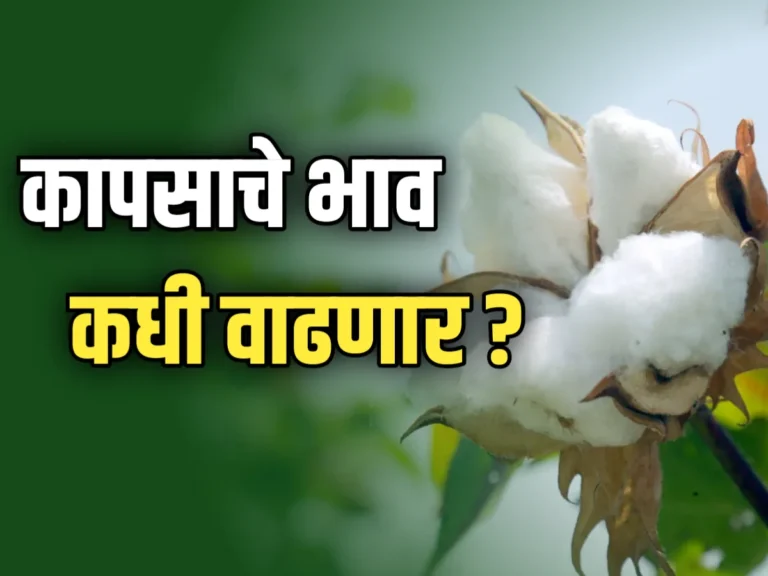 Cotton Market : कापसाचे भाव कधी वाढणार ?