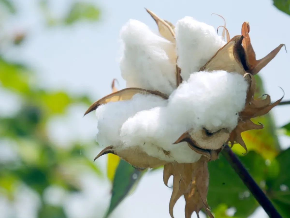 Cotton Rate : आजचे कापसाचे भाव 5 डिसेंबर 2023 महाराष्ट्र