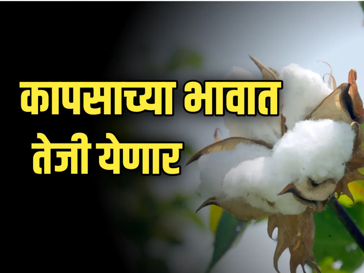 Cotton Rate : आजचे कापसाचे भाव 6 डिंसेबर 2023 महाराष्ट्र