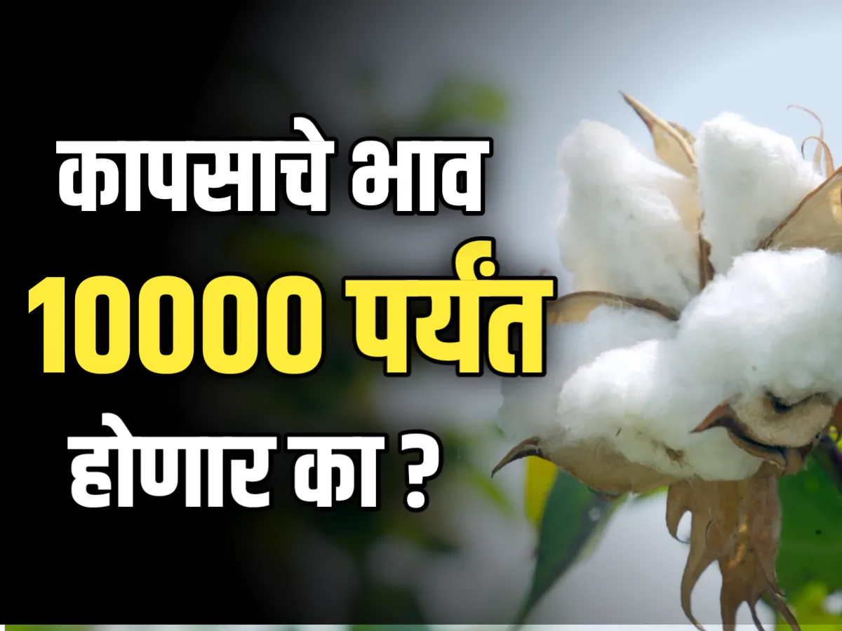 Cotton Rate : कापसाला 10000 भाव मिळावा ?