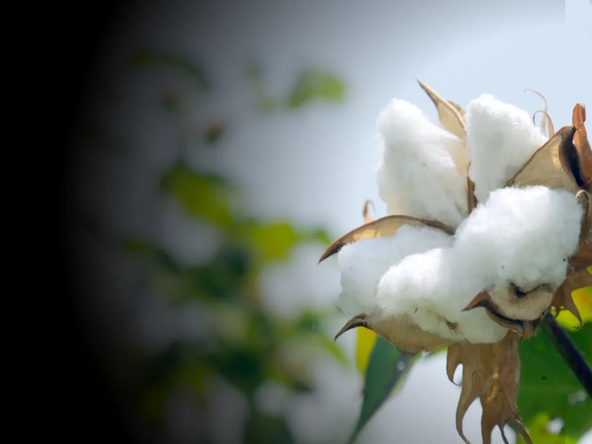 Cotton Rate : आजचे कापसाचे भाव 1 डिसेंबर 2023 महाराष्ट्र