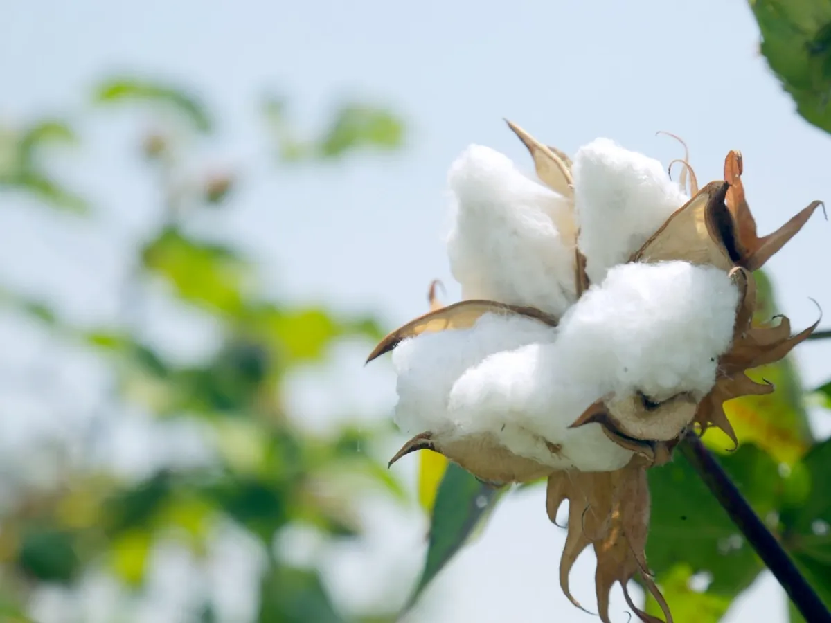 Cotton Rate : आजचे कापसाचे भाव 12 डिसेंबर 2023 महाराष्ट्र