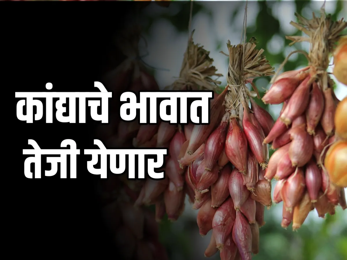 Onions Rate : आजचे कांद्याचे भाव 7 डिसेंबर 2023 महाराष्ट्र