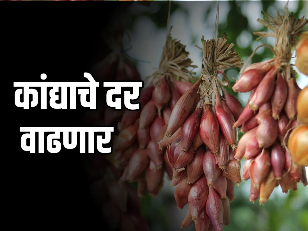 Onions Rate : आजचे कांद्याचे भाव 6 डिंसेबर 2023 महाराष्ट्र