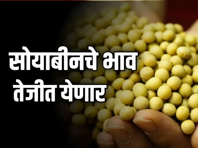 Soybean Rate : आजचे सोयाबीनचे भाव 7 डिसेंबर 2023 महाराष्ट्र