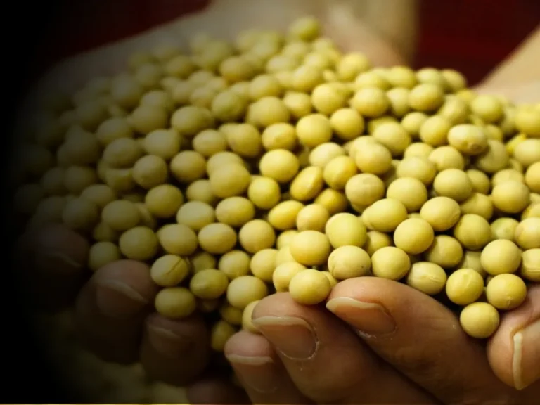 Soybean Rate : आजचे सोयाबीनचे भाव 5 डिसेंबर 2023 महाराष्ट्र