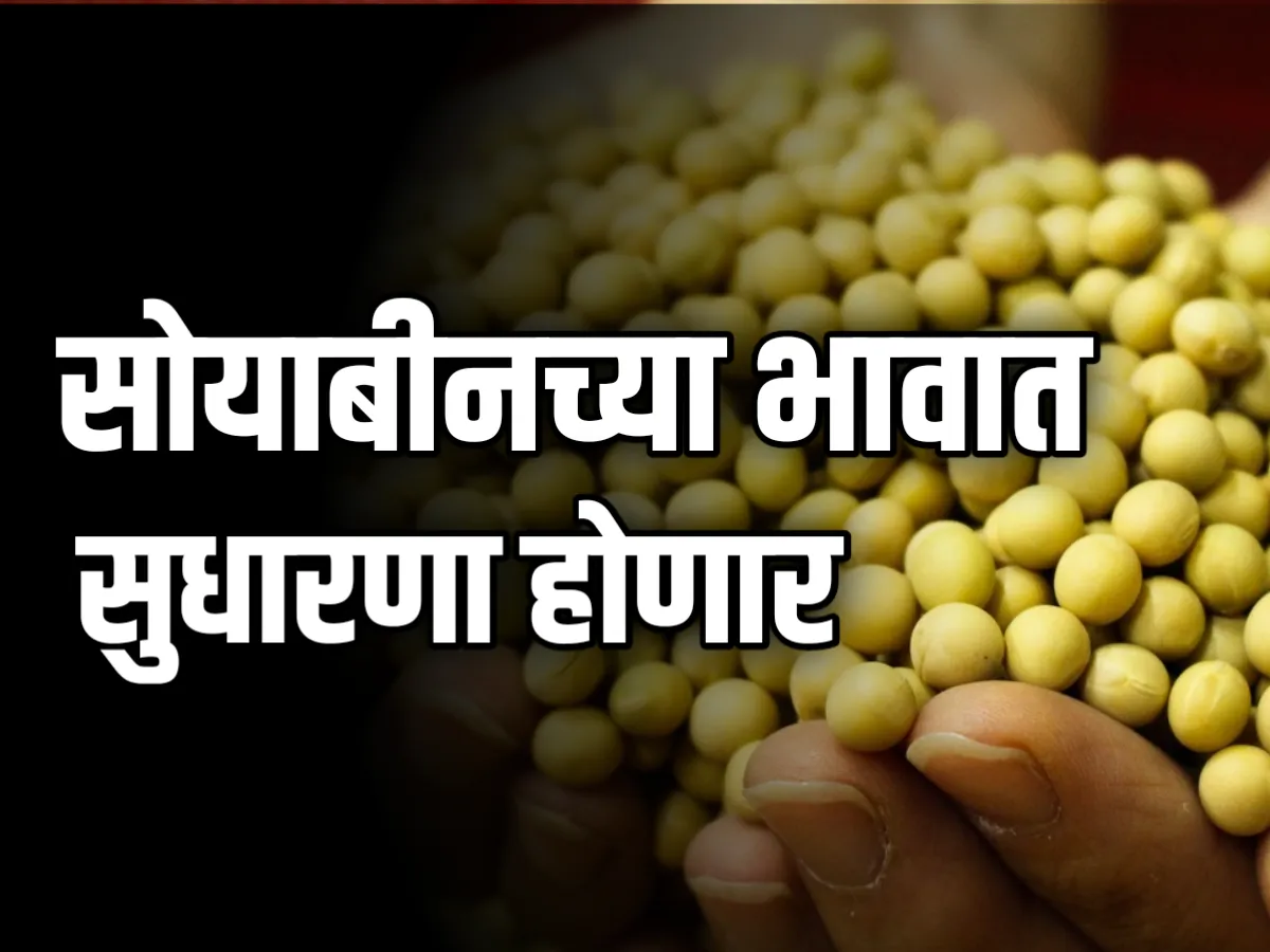 Soybean Rate : आजचे सोयाबीन भाव 6 डिंसेबर 2023 महाराष्ट्र