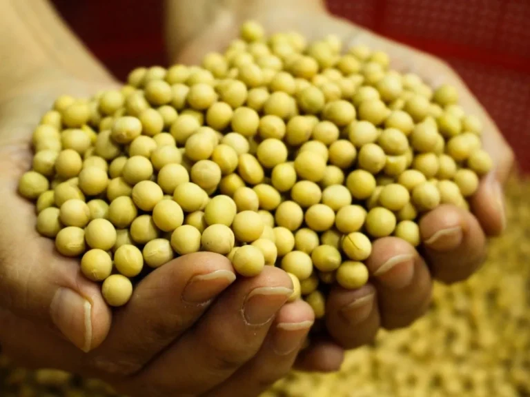 Soybean Rate : आजचे सोयाबीनचे भाव 4 डिसेंबर 2023 महाराष्ट्र