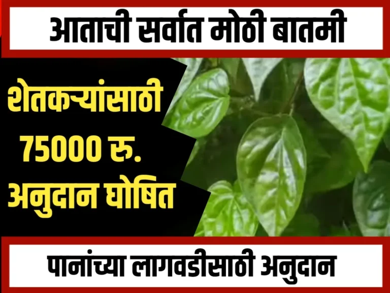 Leaf Farming : सरकारकडून पानांच्या लागवडीसाठी 75,000 रुपयांपर्यंत अनुदान