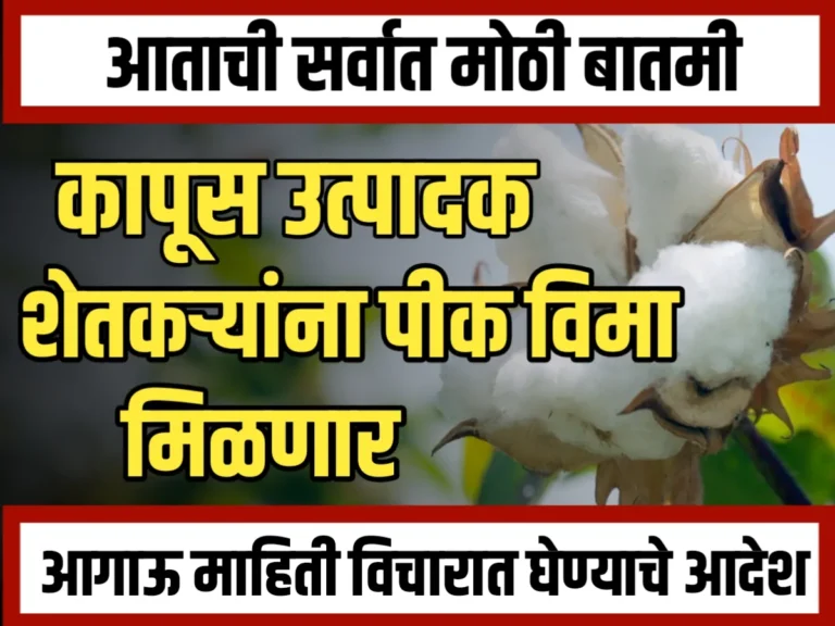 Cotton Crop Insurance : कापूस नुकसानीसाठी चुकीचा पर्याय निवडणाऱ्या शेतकऱ्यांना दिलासा