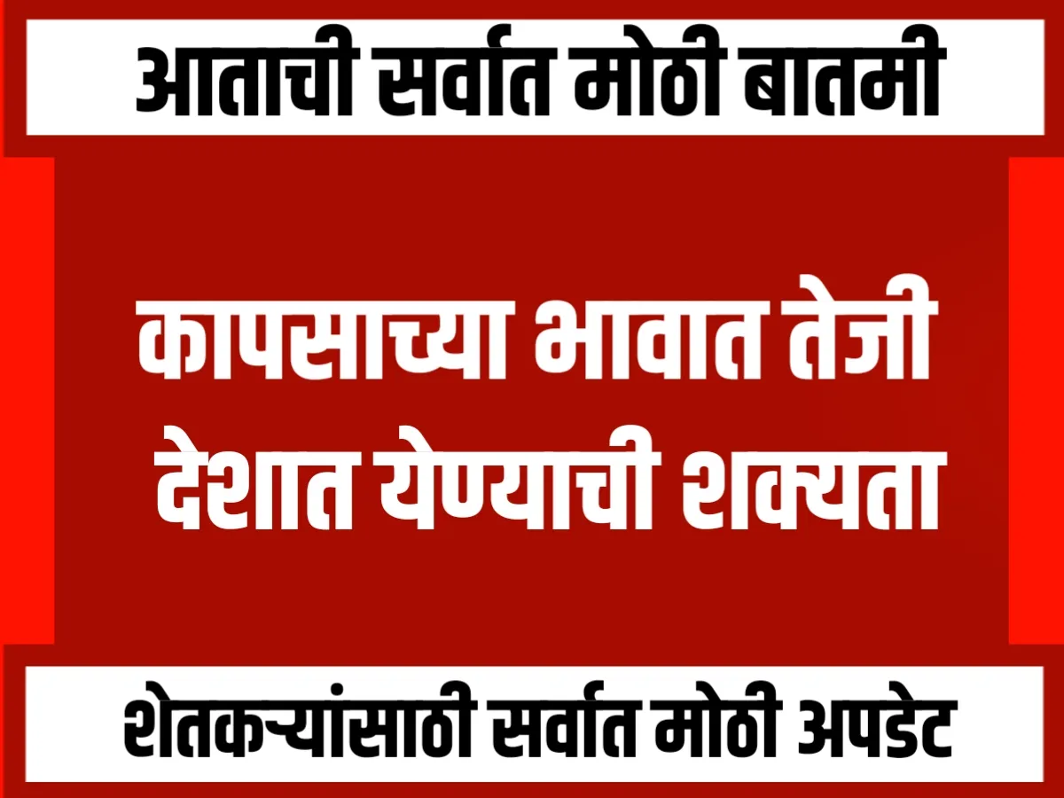 Cotton Rate : आंतरराष्ट्रीय बाजारात कापसाचे भाव वाढले, देशातही सुधारणा होण्याची शक्यता