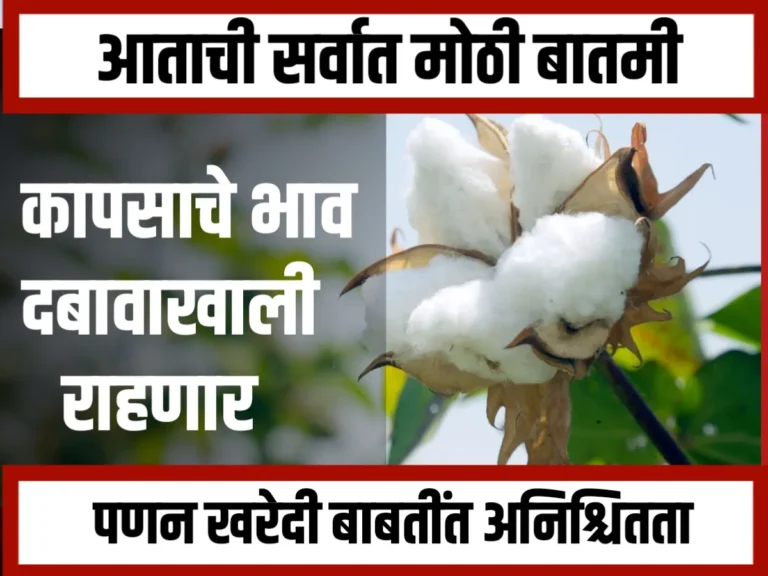 Cotton Procurement : बाजारात कापसाचे दर दबावात, पणनच्या खरेदीबाबत अनिश्चितता