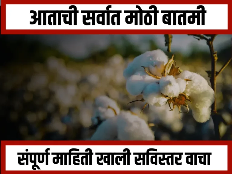 Cotton Procurement : सीसीआयच्या जाचक अटींमुळे महाराष्ट्रातील शेतकऱ्यांना कापूस खरेदीचा लाभ नाही