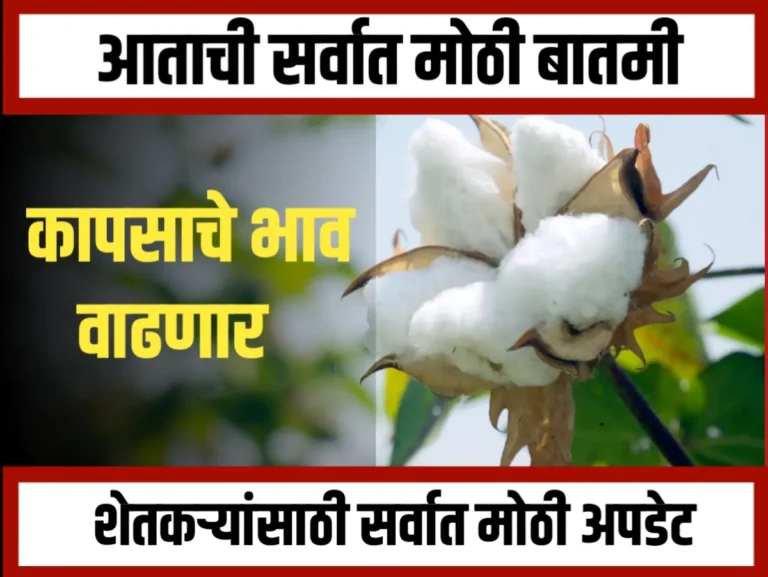 Cotton Rate : कापसाच्या दरात सुधारणा होण्याची शक्यता आहे