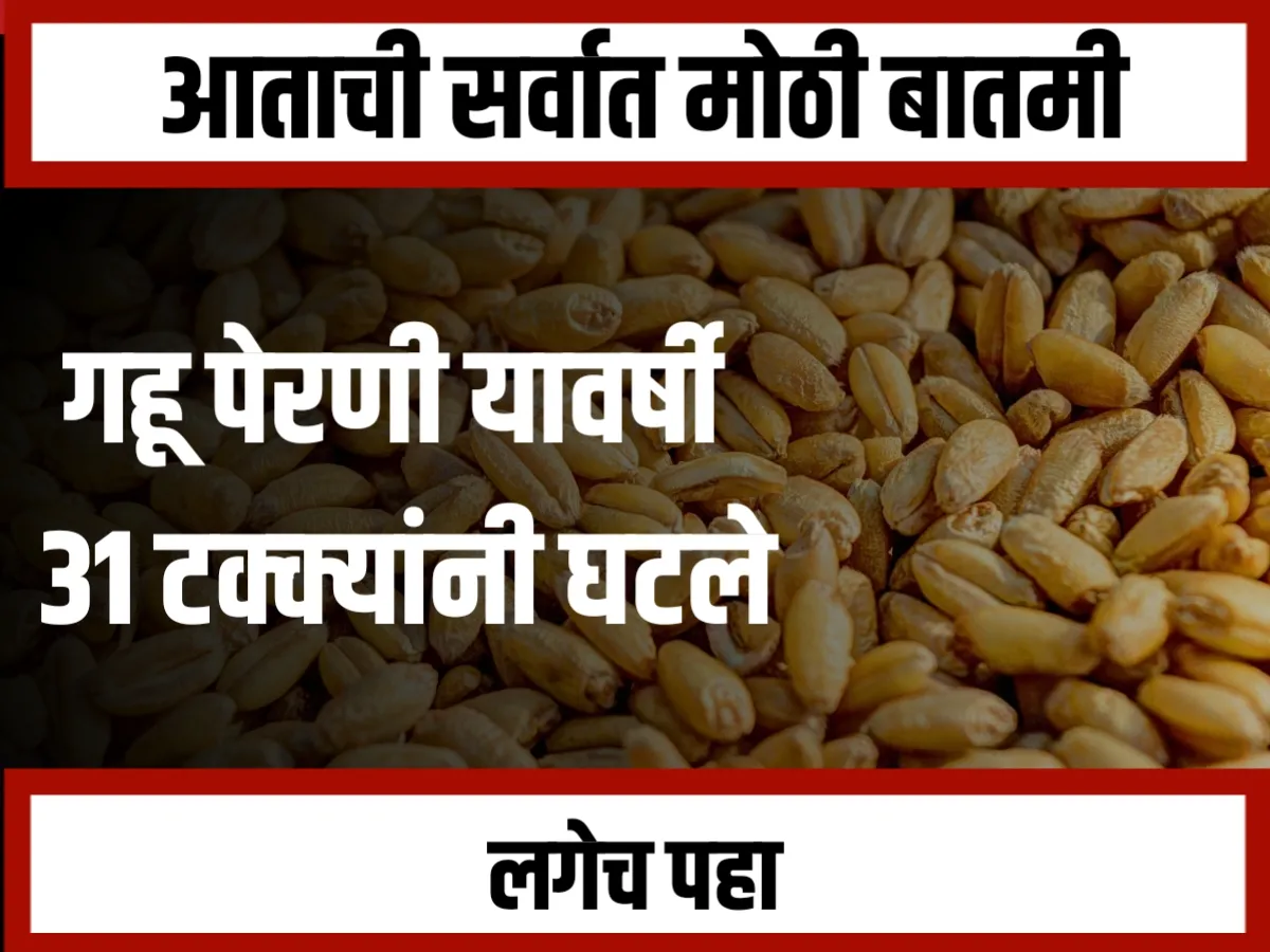 Wheat Sowing : गहू पेरणी 31 टक्क्यांनी घटली