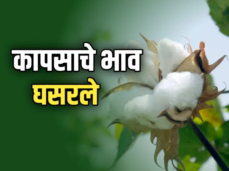 Cotton Market कापसाला हमीभावापेक्षा 400 रुपये कमी भाव शेतकरी चिंतेत