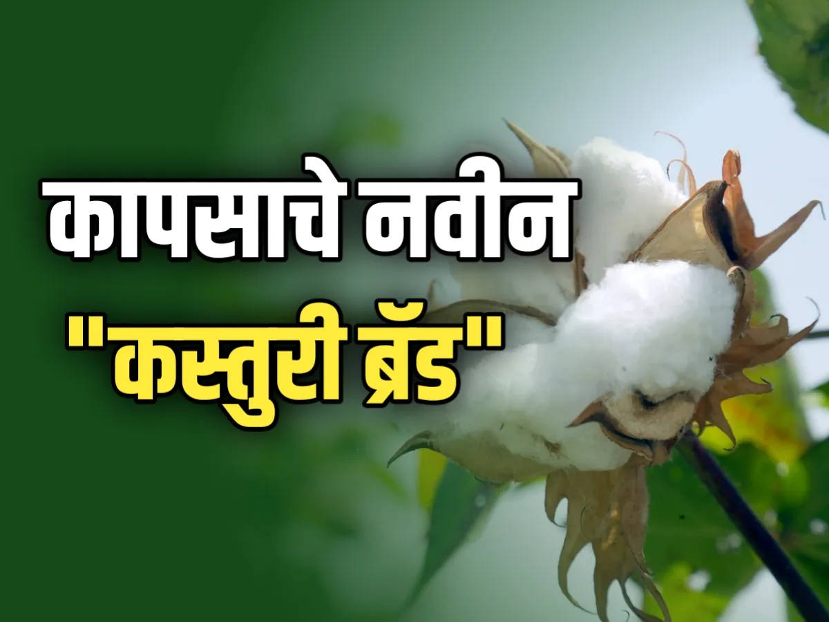 Cotton Market : कापूस बाजारात 'कस्तुरी ब्रँड'ची एन्ट्री