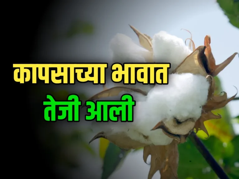 Cotton Purchase Rate : कापसाच्या भावात 1000 ते 1200 रुपायांनी वाढ