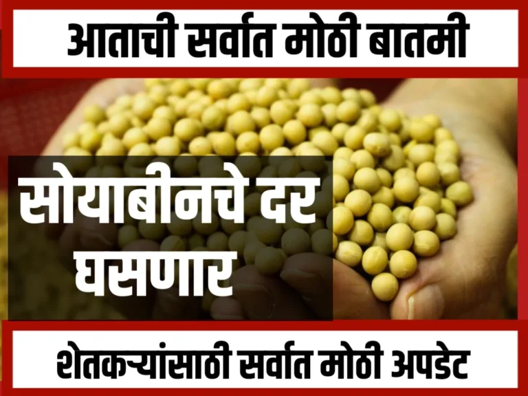 Soybean Rate market : सोयाबीनच्या दरात घसरण : शेतकरी चिंतेत