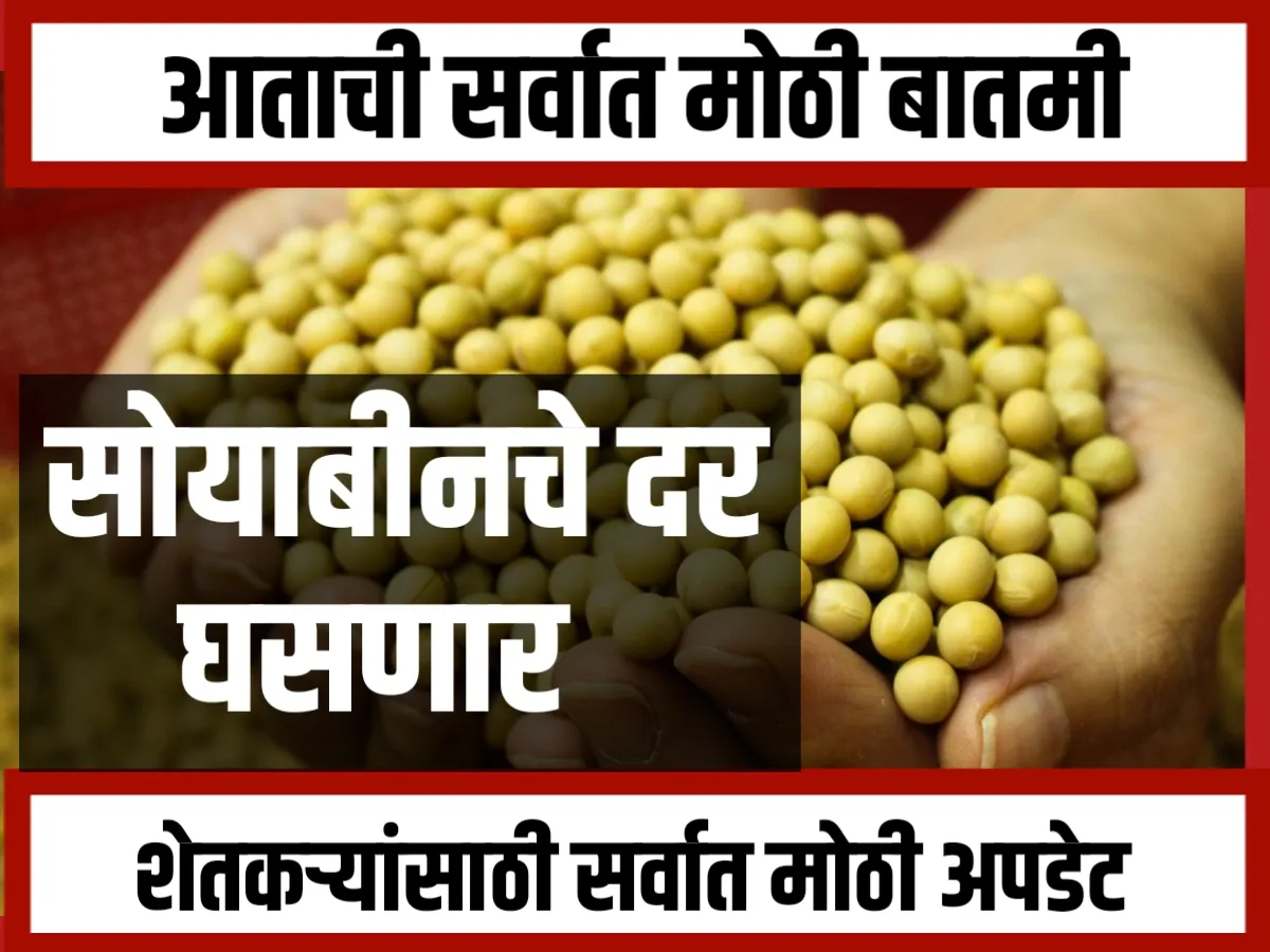 Soybean Rate market : सोयाबीनच्या दरात घसरण : शेतकरी चिंतेत