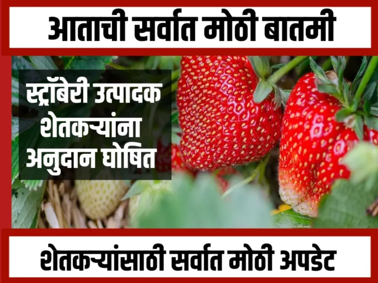 Strawberries grown insurance : स्ट्रॉबेरी पिकाला शासन अनुदान