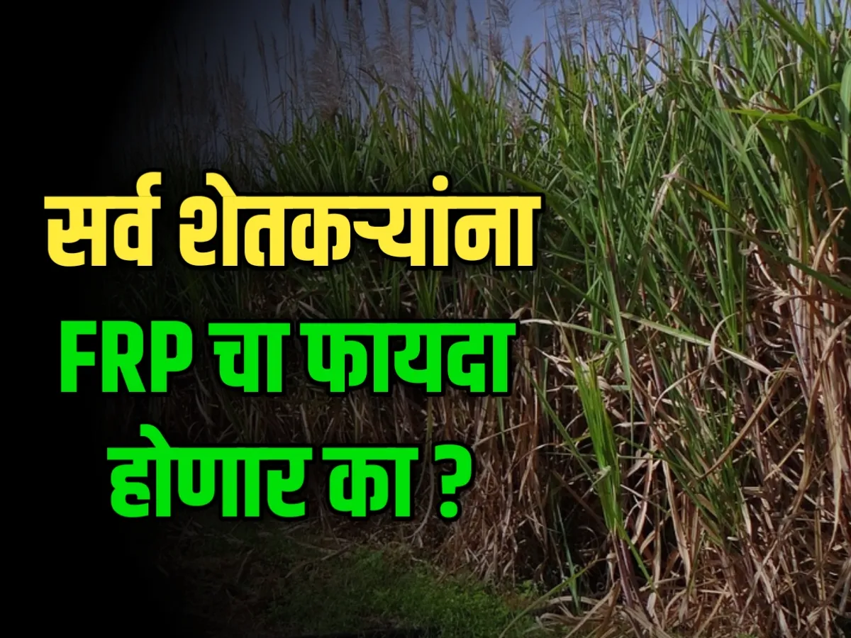 Sugarcane FRP : शेतकऱ्यांना फायदा होणार का ?