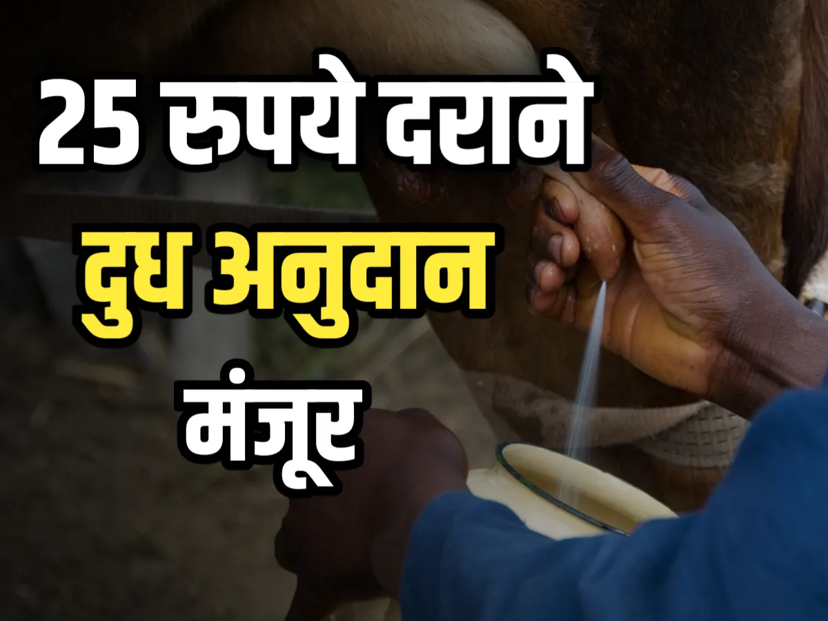 Milk Subsidy : 25 रुपये दराने दूध अनुदान मिळणार आहे