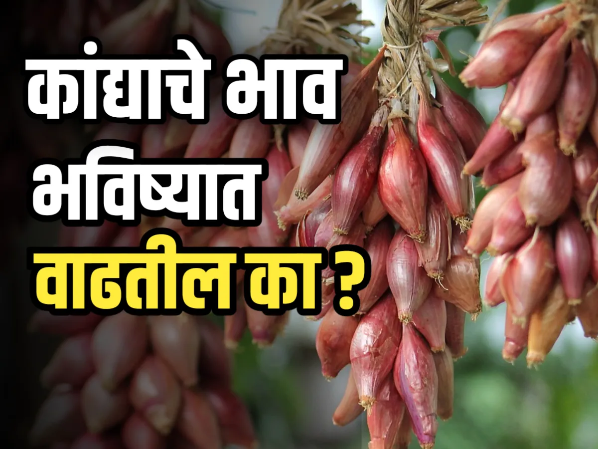 Onions Market : कांद्याचे भाव वाढतील का ?