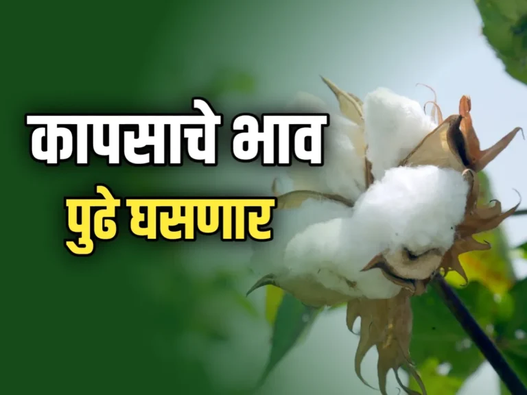 Cotton Rate : जुलैनंतर कापसाचे भाव खरेच घसरतील का?