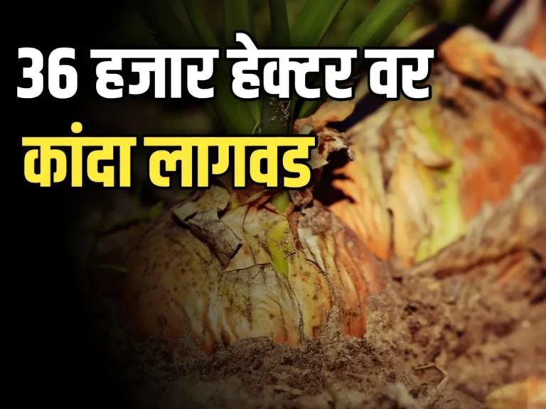 Onion Cultivation : 36 हजार हेक्‍टरवर कांदा लागवड