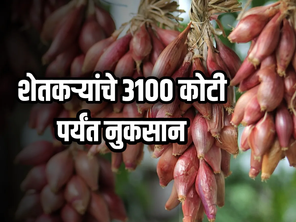 Onions Market : कांदा उत्पादकांचे शेतकऱ्यांचे 3100 कोटींचे नुकसान