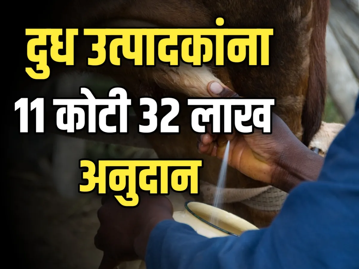 Gokul Milk Kolhapur : गोकुळच्या दूध उत्पादकांना 11 कोटी 32 लाख रुपयांचे अनुदान मिळणार