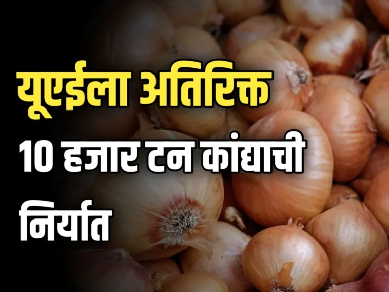 Onion Export To UAE : यूएईला अतिरिक्त 10 हजार टन कांद्याची निर्यात