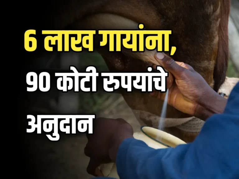 Cow Milk Subsidy : महाराष्ट्रातील 6 लाख गाय, दूध उत्पादकांना 90 कोटी रुपयांचे अनुदान