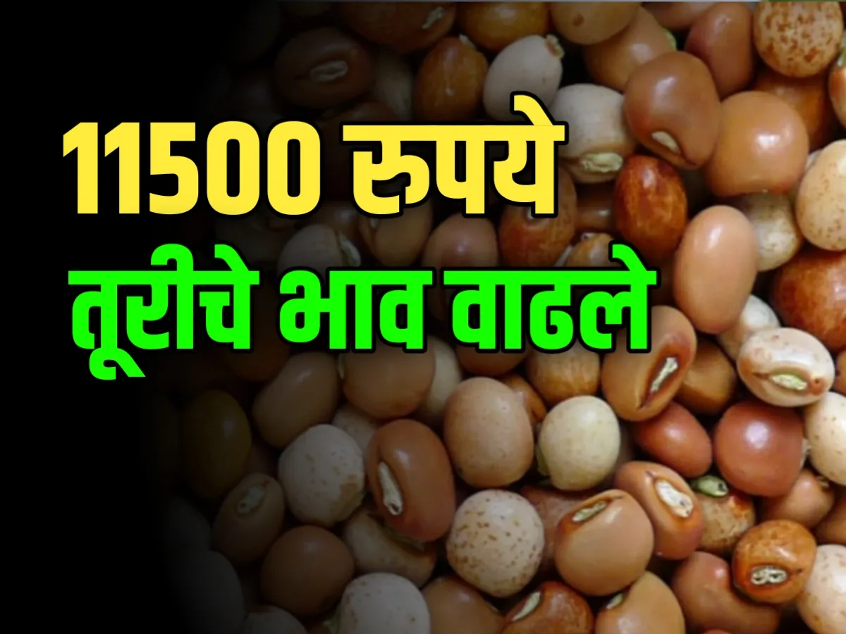 Tur Market : 11500 रुपये पर्यंत तूरीचे भाव गेले