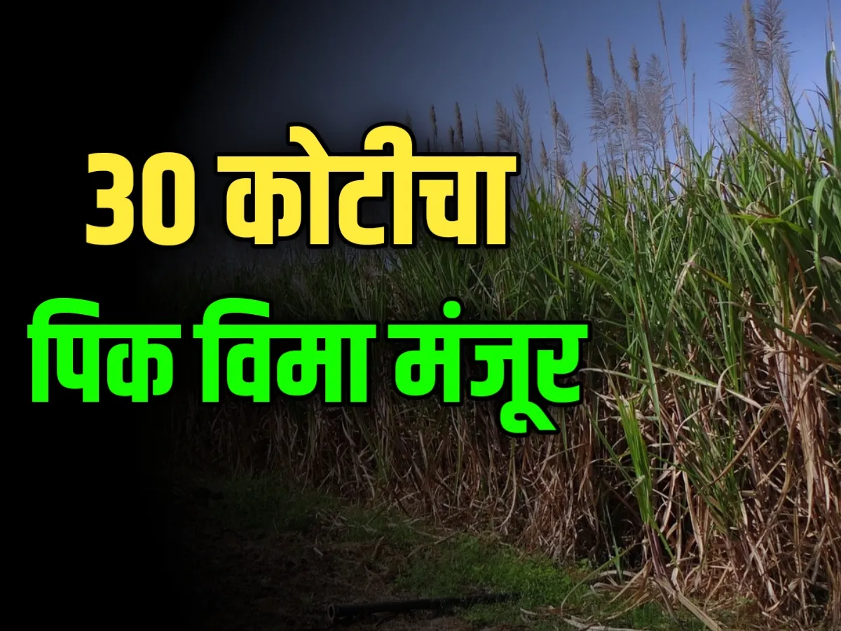 Crop Insurance : 30 कोटीचा पिक विमा मंजूर सविस्तर माहिती