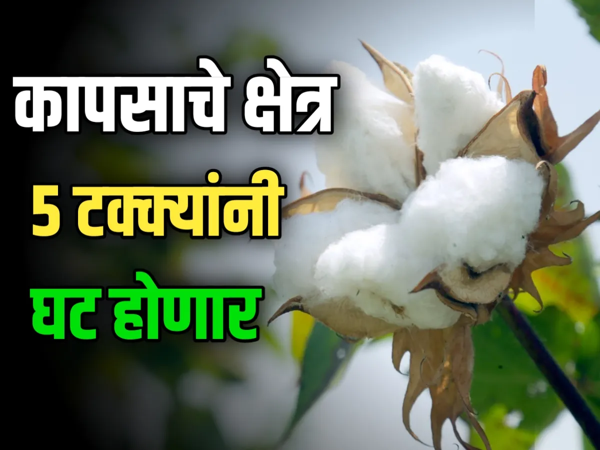 Cotton Cultivation कापसाचे क्षेत्र 5 टक्क्यांनी घट होणार