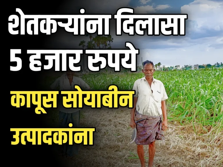 Crop Insurance : शेतकऱ्यांना दिलासा! कापूस-सोयाबीन उत्पादकांना 5 हजार रुपयांची मदत