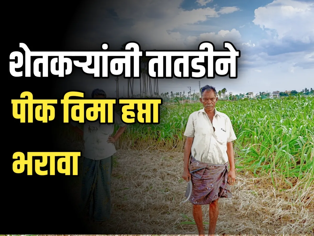 Crop Insurance : शेतकऱ्यांनी पीक विमा हप्ता तातडीने भरावा