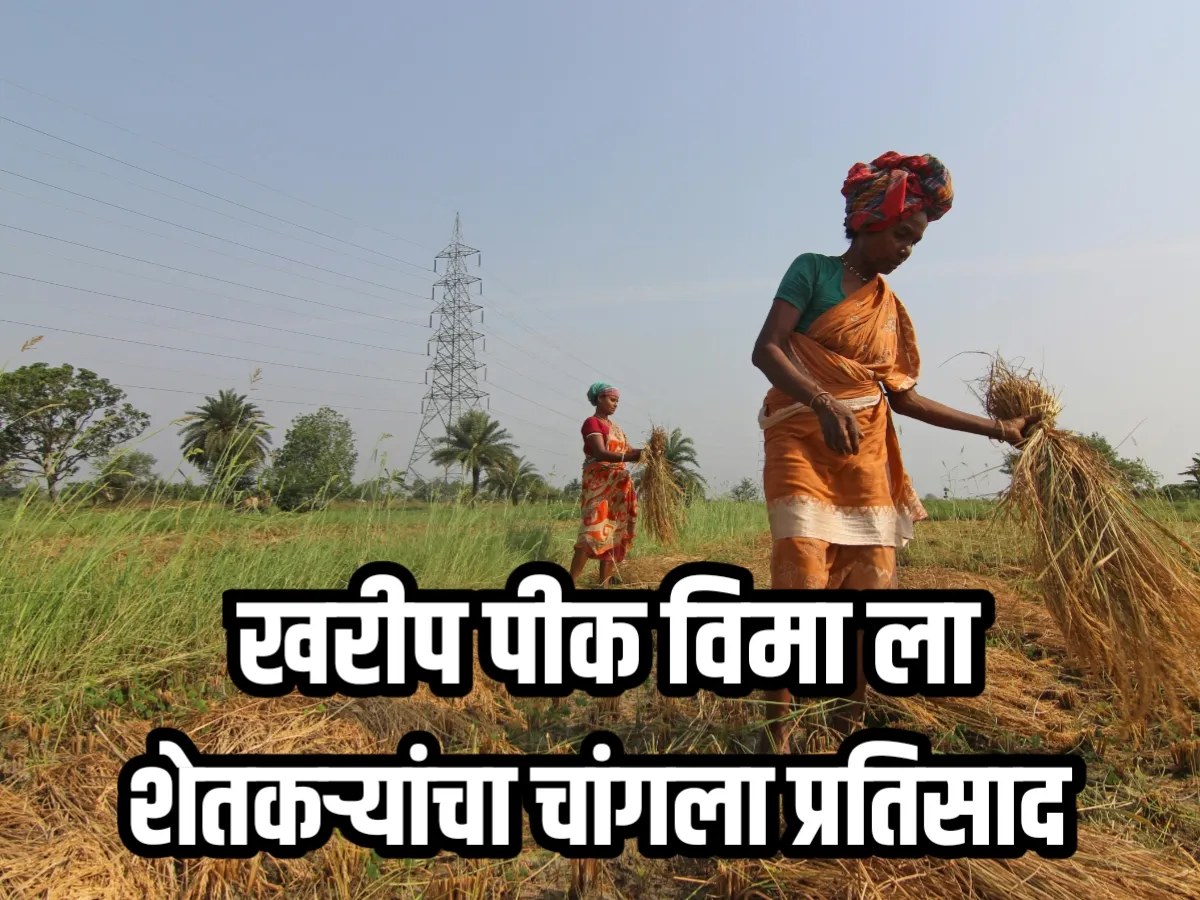 Agriculture Insurance : खरीप पीकविमा योजनेला शेतकऱ्यांचा उत्स्फूर्त प्रतिसाद