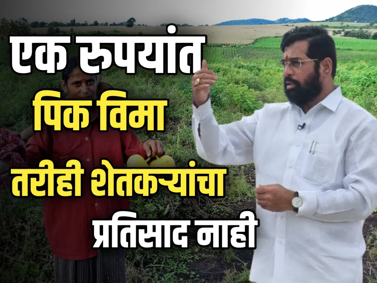 Crop Insurance : 1 रुपयात पिक विमा, तरीही शेतकऱ्यांचा प्रतिसाद कमी!