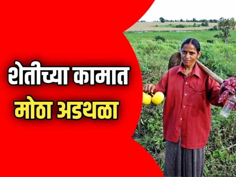 Crop Loan : वेळेत काम पूर्ण करा! पीक प्रसंगी रखडले तर नुकसान शेतकऱ्यांचेच