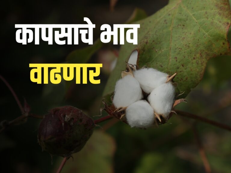 Cotton Market : या वर्षी कापसाचे उत्पादन 7 टक्कांनी कमी होणार