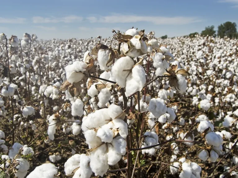 Cotton Market : आजचे कापसाचे भाव 23 ऑक्टोबर 2024