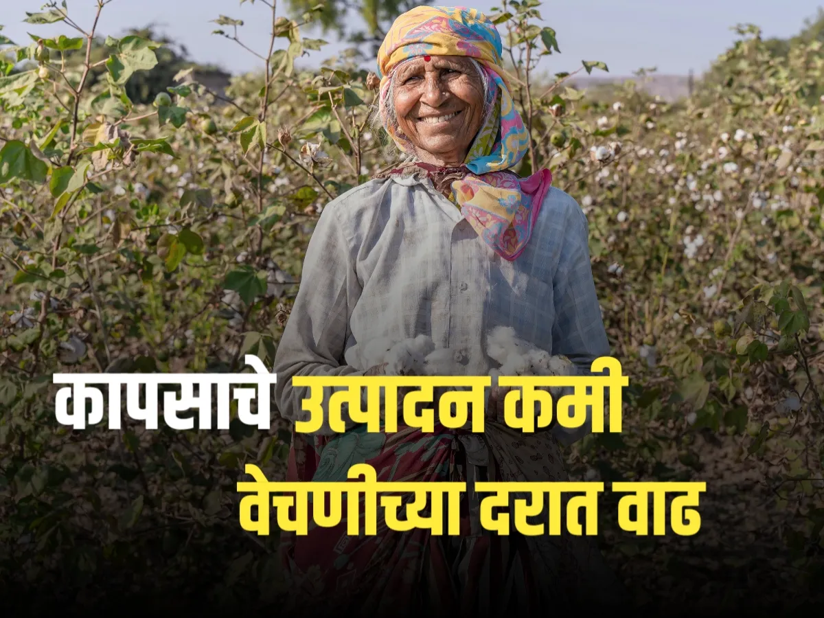 Cotton Picking Rate : कापसाचे उत्पादन कमी | वेचणीचे दरही वाढले