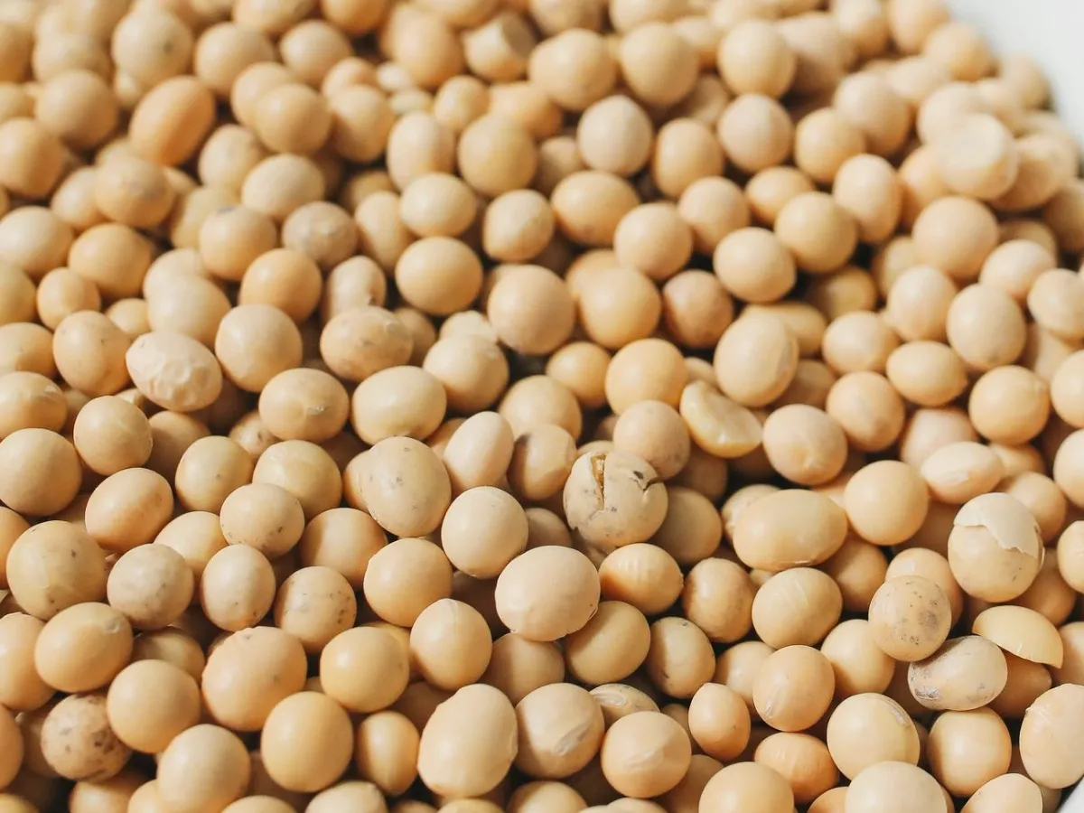 Soybean Rate Today : आजचे सोयाबीनचे भाव 23 ऑक्टोबर 2024