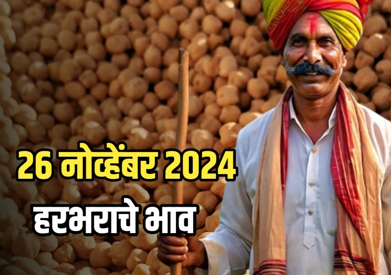 ‍Chana Rate : आजचे हरभराचे भाव | 26 नोव्हेंबर 2024